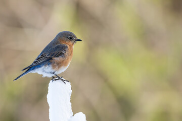 Bluebird perched on a branch