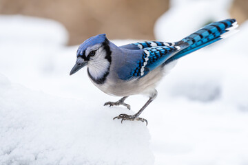 blue jay in winter