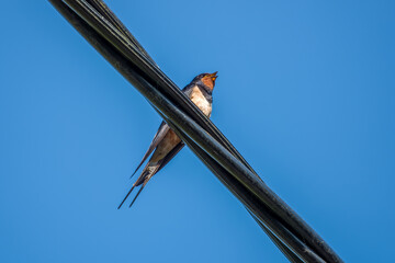 swallow a small bird with dark glossy blue backs red throat pale underparts and long tail streamers perched on a cable with blue sky in the background © Penny