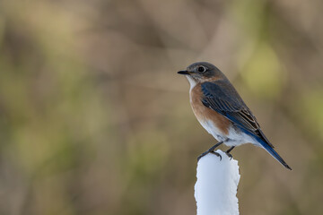 Bluebird perched on a branch