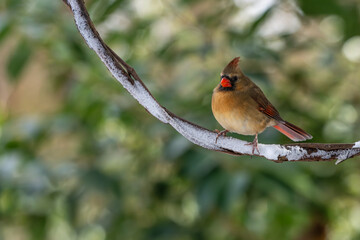 cardinal on a branch