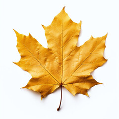 Fototapeta premium a autumn leaf on the white background