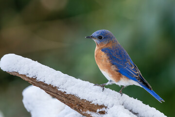 Bluebird perched on a branch