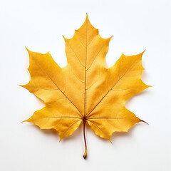Obraz premium a autumn leaf on the white background