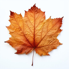 Obraz premium a autumn leaf on the white background