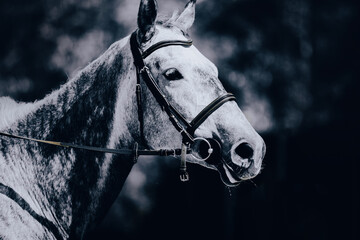 A black and white photograph of a dappled grey horse with a bridle on its muzzle. Equestrian sports...