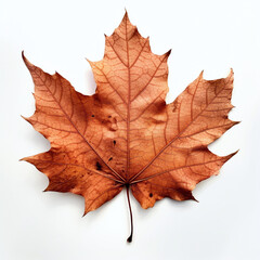 Obraz premium a autumn leaf on the white background