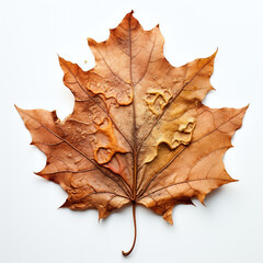 a autumn leaf on the white background