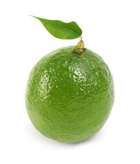 One fresh ripe lime isolated on white