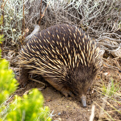Closeup of a short beaked echidna, Tachyglossus aculeatu, also known as the spiny anteater. This is an egg laying mammal or monotreme.