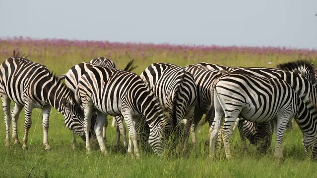 A 4k Vid of Zebra loving and caressing each other and rubbing on their manes as to show affection, taken during a safari game drive in South Africa