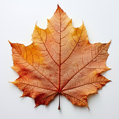 Obraz premium a autumn leaf on the white background