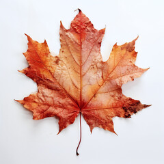 a autumn leaf on the white background