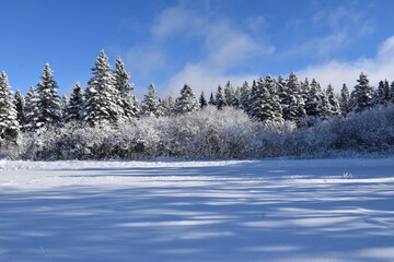 Frosted trees after the storm, Sainte-Apolline, Québec , Canada