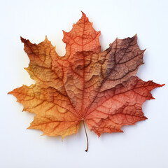 Fototapeta premium a autumn leaf on the white background