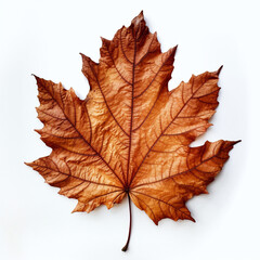 Naklejka na ściany i meble a autumn leaf on the white background