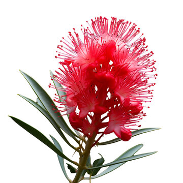 Bottlebrush flower isolated on transparent background