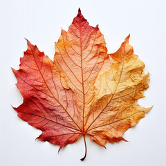Obraz premium a autumn leaf on the white background