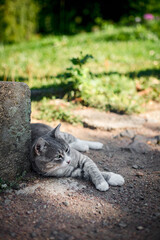 The cat rests in the shade