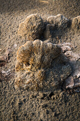 Dettaglio di un fungo lignicolo secco su un tronco di albero portato sulla spiaggia dalla...