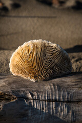 Dettaglio di un fungo lignicolo secco su un tronco di albero portato sulla spiaggia dalla mareggiata