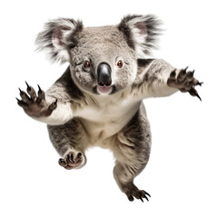 Koala in motion isolated on transparent or white background
