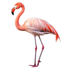 Flamingo standing isolated on transparent or white background