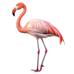 Fotobehang Flamingo standing isolated on transparent or white background © Luckyphotos