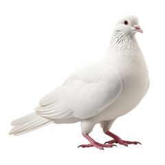 White dove standing and eating isolated on transparent or white background