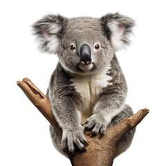Funny Koala isolated on transparent or white background - obrazy, fototapety, plakaty
