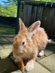 a rabbit eating carrots