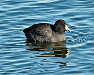 American Coot swimming in the winter water