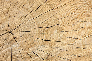 Fototapeta premium round timber, in the photo wooden logs stacked in stacks close-up