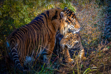 a mother tiger and her cub playing in the forest