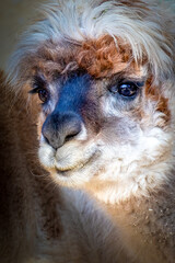 beautiful portrait of a brown and white wooly alpaca