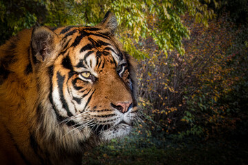 side view of a tiger in the forest