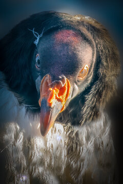 a colorful portrait of a king vultureb