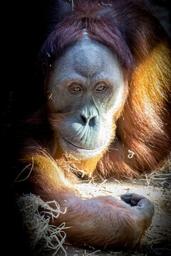Orangutan laying in the sun on the ground