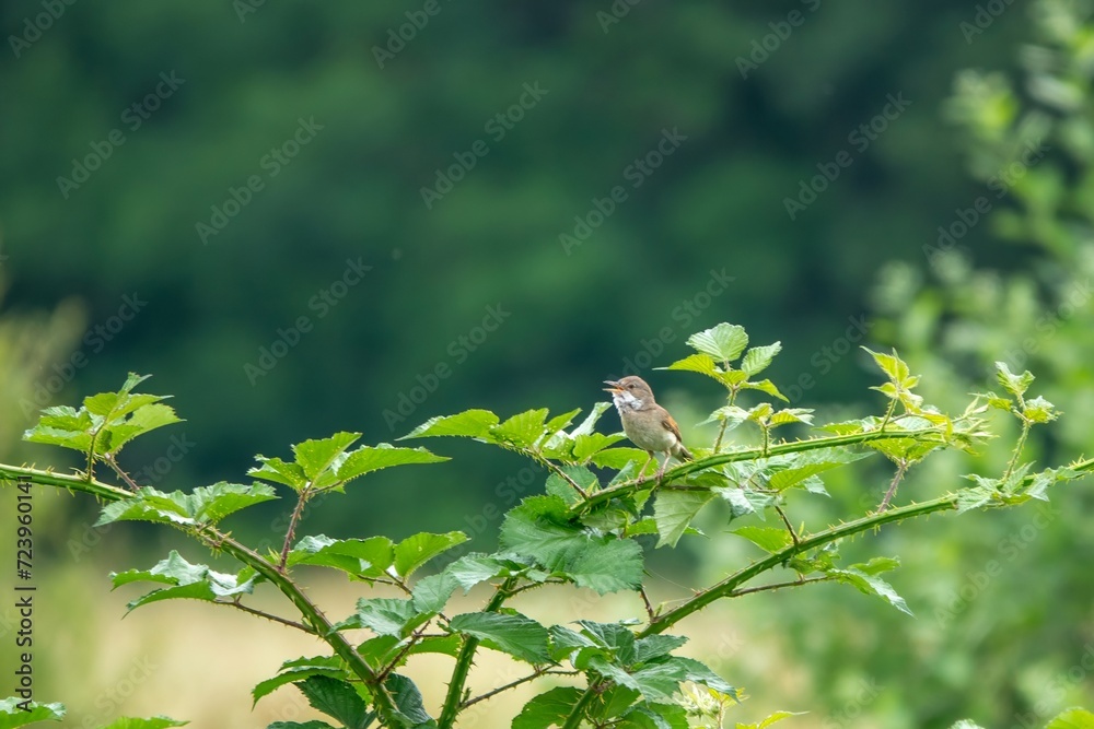 Canvas Prints Whitethroat sylvia communis perched on a bramble