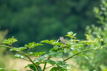 Whitethroat sylvia communis perched on a bramble