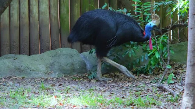 Helmeted casuar, common casuar, southern casuar (Latin: Casuarius casuarius), the largest bird of New Guinea, on the Indonesian islands of Seram and Aru, and in north-eastern Australia