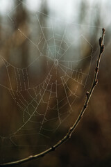 Spinnennetz mit Tautropfen, gesponnen an einem Zweig mit Knospen. Braunes weiches Bokeh. Makro...