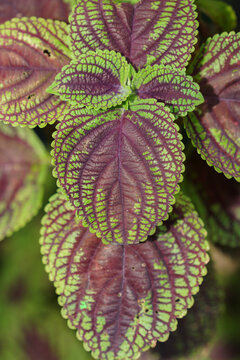 Close up coleus plant leaves are green and purple