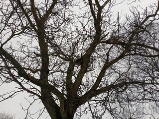 The crown of a tree against the background of a cloudy sky. A mystical tree with many branches without leaves.