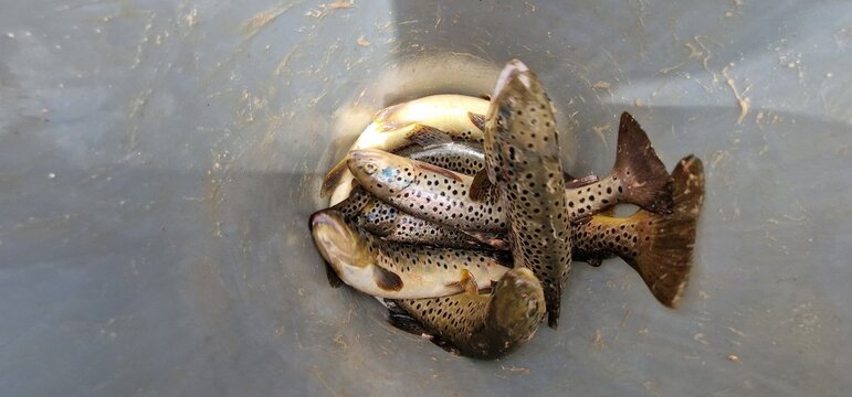 Sevan trout Salmo ischchan is an endemic fish species of Lake Sevan in Armenia, known as ishkhan in Armenian. It is a salmonid fish related to the brown trout.