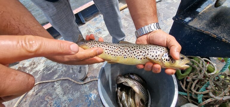 Sevan trout Salmo ischchan is an endemic fish species of Lake Sevan in Armenia, known as ishkhan in Armenian. It is a salmonid fish related to the brown trout.