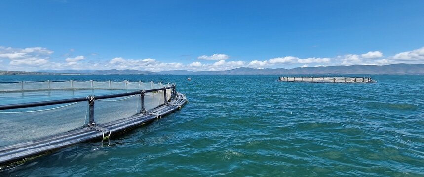 lake sevan trout hatchery  cages, armenia