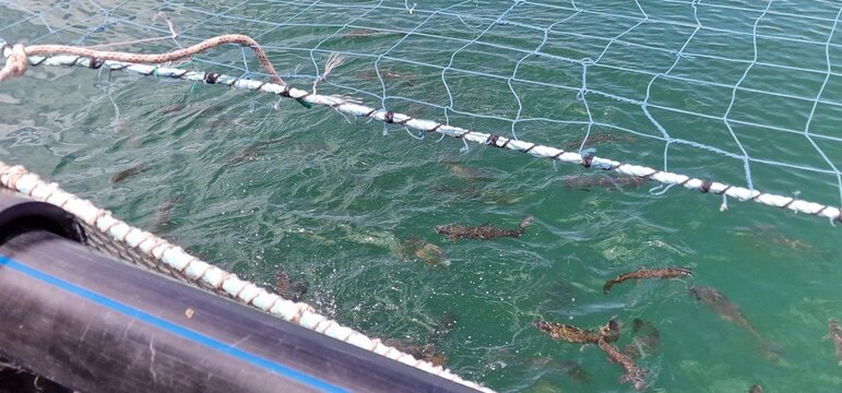 lake sevan trout hatchery  cages, armenia