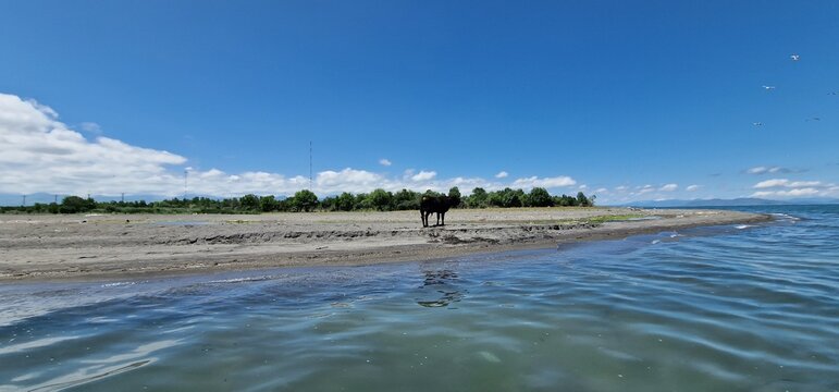 a lone baby bull standing on the edge of lake sevan Armenia
