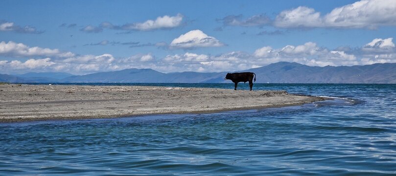 a lone baby bull standing on the edge of lake sevan Armenia